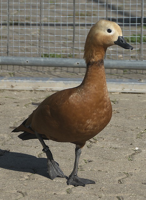 入其中