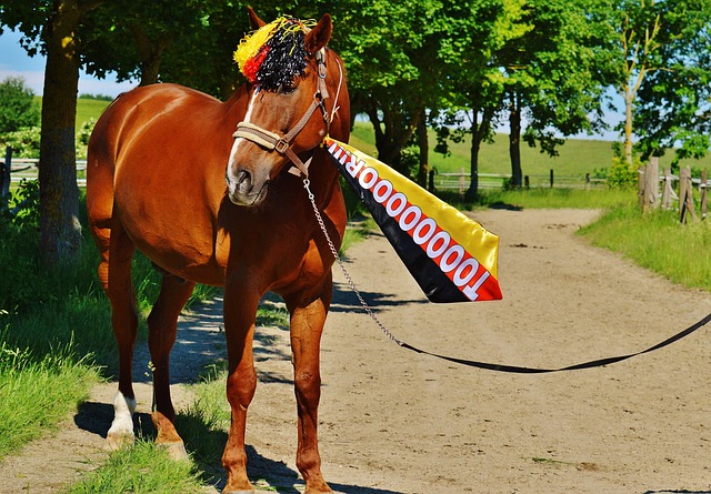 团队的指导 团队的指导